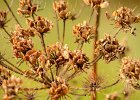 SEED HEADS.JPG